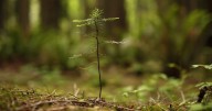 Canada 2-billion tree program update