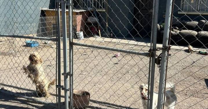 Rescatan a tres perros en vivienda de la González Ortega
