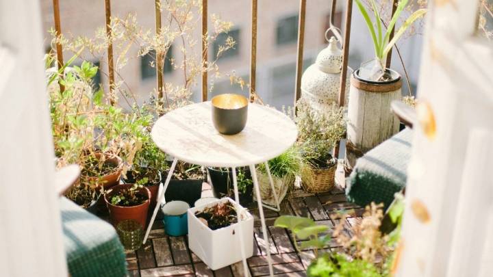 5 plantas "duras para morir": vas a querer tener cualquiera de ellas en tu casa por lo resistentes que son