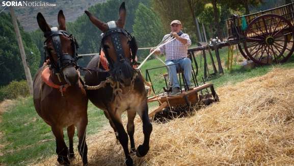 GALERÍA | San Pedro presume de lo propio con su XXIV Mercado Tradicional