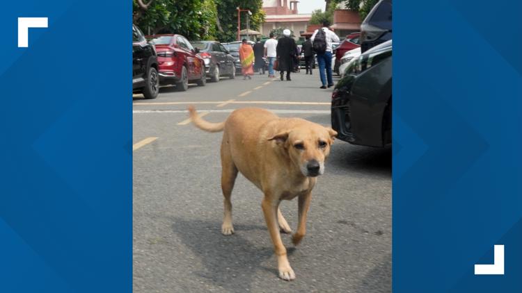 India’s Supreme Court orders stray dogs' release in New Delhi