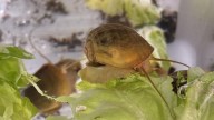 Un caracol podría contener el secreto para restaurar la visión humana