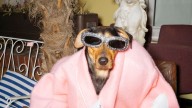In the Dog Days of Summer, Canines Model the Hottest Sunglasses of the Season