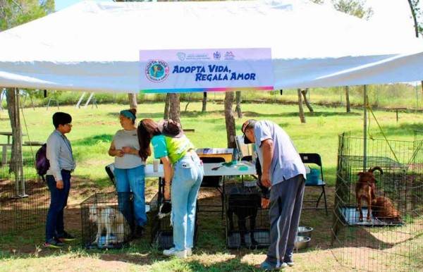 Adoptan 17 perros durante campaña en El Reliz
