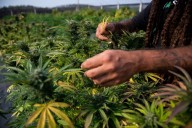 Científicos descubren compuesto del cannabis en otra planta común de Latinoamérica