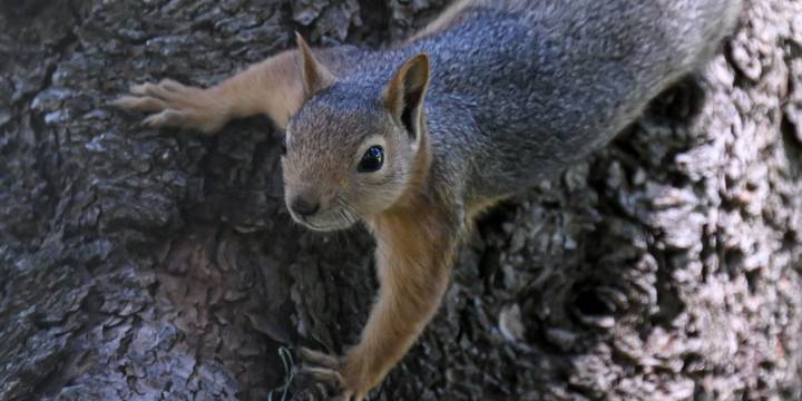 The squirrels use wireless comms too. Can you hear them now?