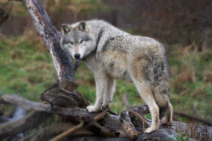 Collared Colorado wolf found dead in Wyoming