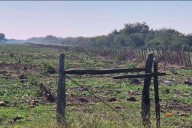 El STJ dispuso la regeneración de un bosque nativo en Villaguay para recomponer el daño