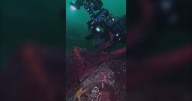Videographers capture footage of giant Pacific octopus in Nanoose Bay, B.C.