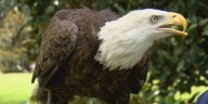 ASKED & ANSWERED: Who will follow in Freedom’s footsteps?