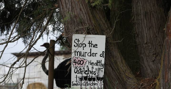 B.C. ostrich farm loses appeal against avian flu cull