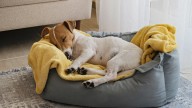 Por qué un perro da patadas al aire: ¿es un juego o el síntoma de una patología?