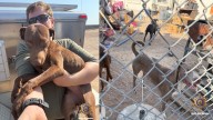 12 dogs rescued from hazardous conditions in Arizona