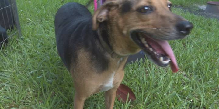 St. Francis Vet Care celebrates opening of Gainesville clinic