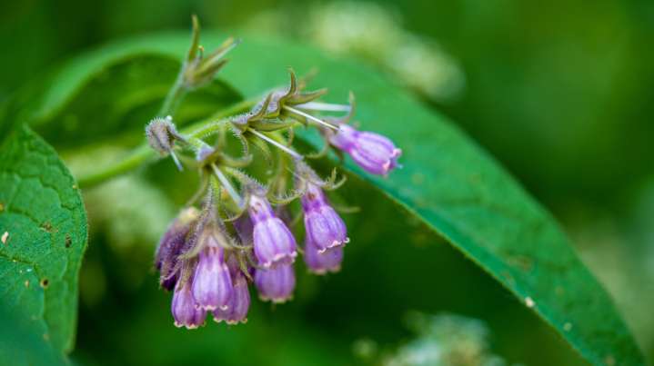 How To Grow Comfrey (And Make A DIY Fertilizer) In Your Garden