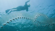 Parecen medusas, pero se agrupan en cadenas: la nueva plaga que ya está en las playas de España