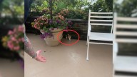 Couple Stunned To Discover Something Furry Hiding Behind A Flowerpot During Wedding Venue Visit In New York