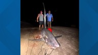 After a 6-hour struggle, anglers reel in 16-foot shark off Connecticut coast