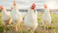 NC Supreme Court rules family's 60 chickens aren't household pets