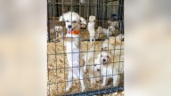 Rescued Maltese dogs available for adoption soon in Fort Worth
