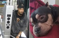 Man steals American Bully dog from sleeping subway rider in Bronx