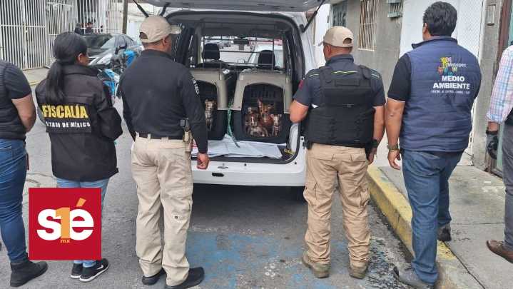 Gobierno de Metepec rescata a 36 perros en condiciones deplorables