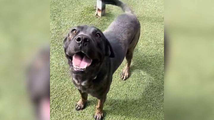 California Rescuers Were Sad For A Pup Who Was Returned After 72 Hours Only For A Miracle To Happen Shortly After