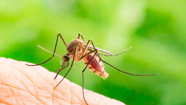 RCHD: Mosquitoes are Three Times More Likely to Carry West Nile Virus This Year