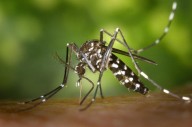 West Nile Virus detected in Swansea, Attleboro