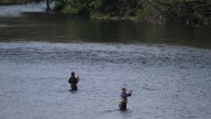 Los ecologistas acusan al Principado de «dar la puntilla» al salmón en Asturias