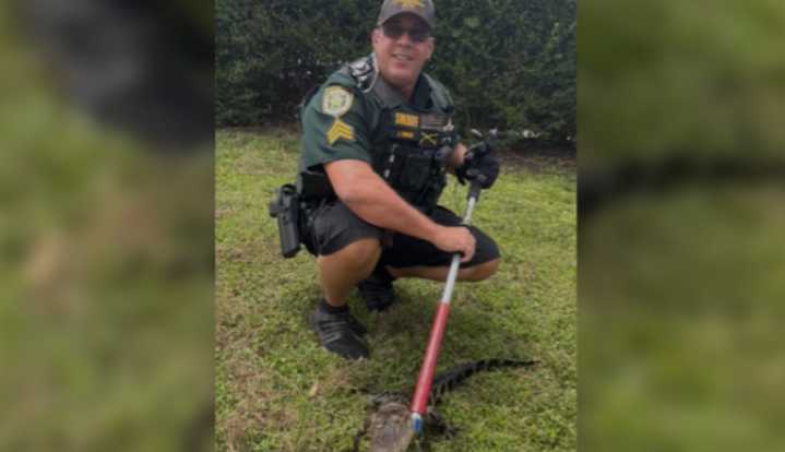 Deputy wrangles gator spotted near Florida school 