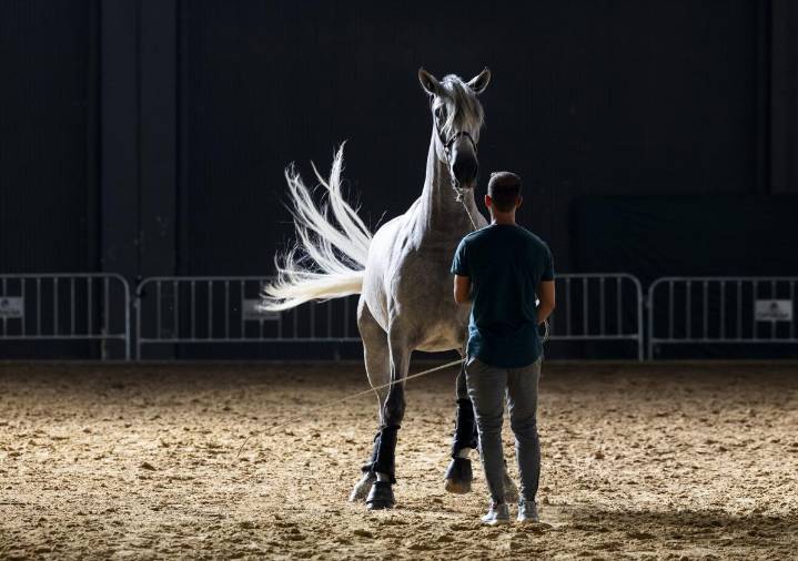 La ciudad reluce entre caballos de pura raza