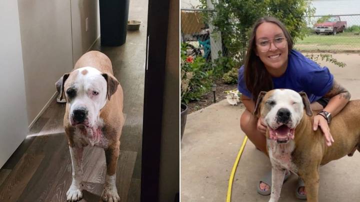 Texas Family Welcomes Back Beloved Dog After Seven