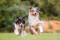 13 Hardy Dog Breeds Built For Endurance And Strength
