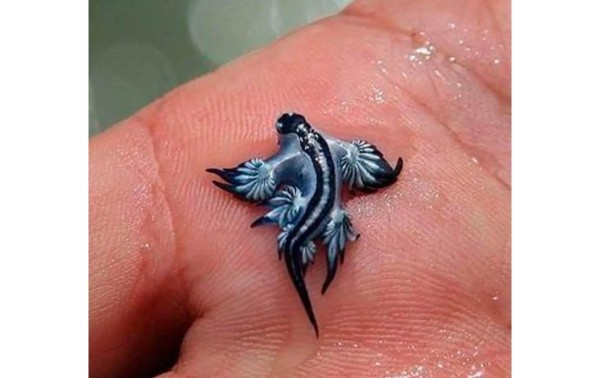 ¿Qué son los dragones azules y por qué están cerrando las playas en España?