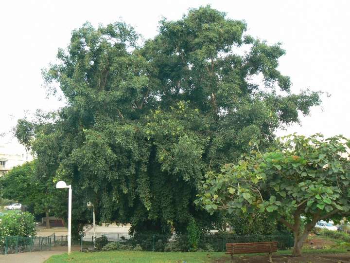 Sissoo tree battle in north Scottsdale’s Arcadia at Silverleaf community over