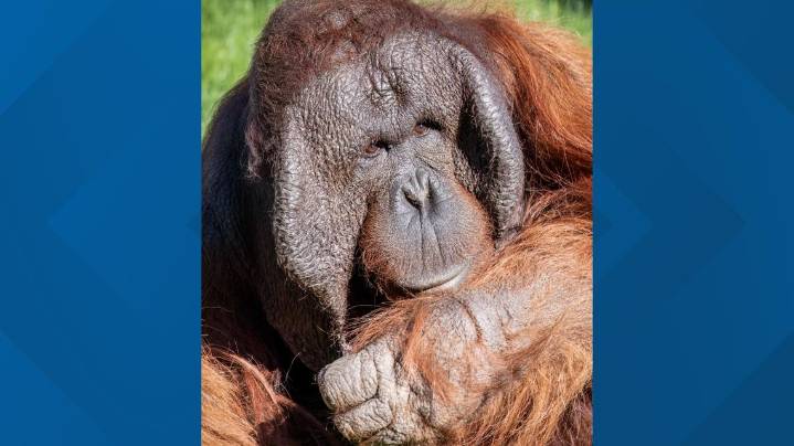 Phoenix Zoo's Michael the orangutan battles rare cancer with second surgery
