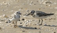 Piping plovers El and Bean have made a new home at 63rd Street beach