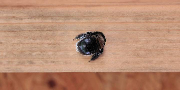 How to Stop Carpenter Bees from Taking Over