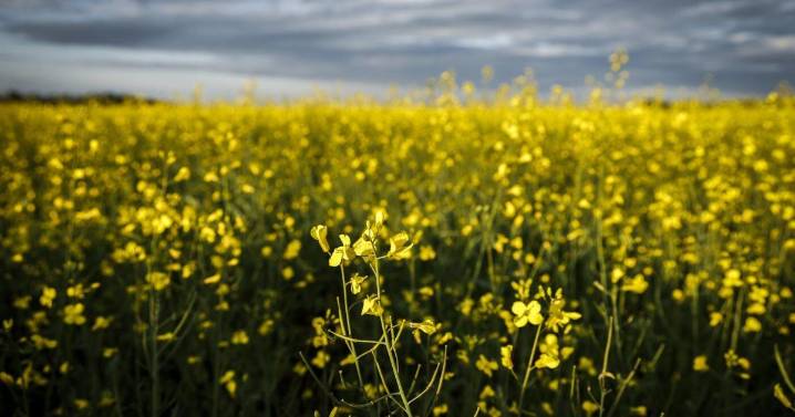 CP NewsAlert: China announces 75.8 per cent tariffs on Canadian canola