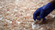 More companies pull thousands of packages of shrimp for potential radioactive contamination