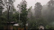 Bosques mesófilos de Hidalgo, en crisis