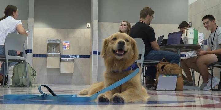 Brazos Christian School welcomes comfort dog: ‘She makes the school even better’