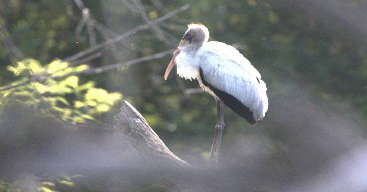 Deer hunter discovers rare subtropical wood stork in the wilds of Wisconsin