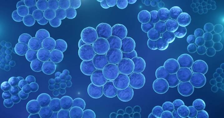 New Means Found For Treating Blood Staph Infections