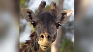 Oldest Masai giraffe in North America dies at San Diego Zoo