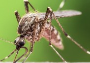 West Nile Virus detected in mosquitoes in West Farmington