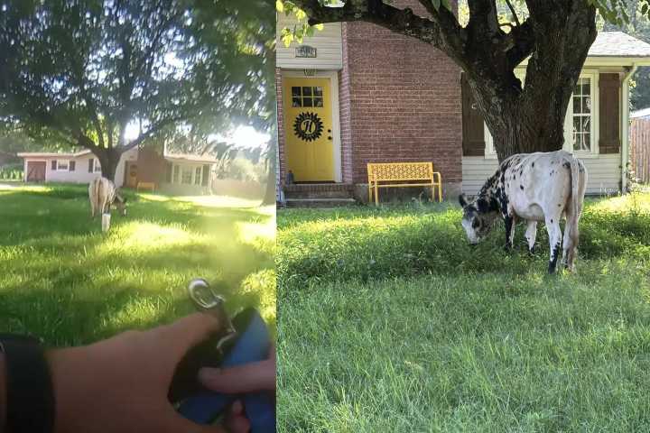 Cow rescue: An udderly unsual morning for Jackson Police