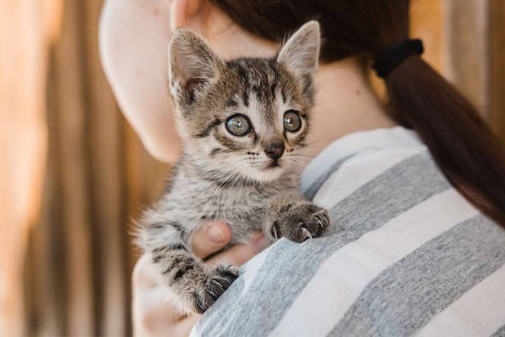 Woman Asks Roommate to Rehome Kitten Due to 'Allergies' Despite Owning 2 Cats
