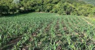 Políticas públicas no garantizan autosuficiencia alimentaria: Universidad de Chapingo